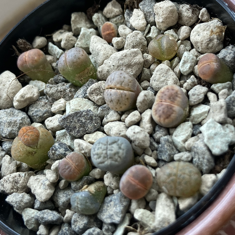 Photo of the plant species Living Stones by @Gendronne named Lithops - the smallest on Greg, the plant care app