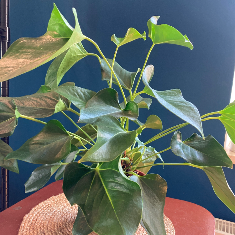 Flamingo Flower plant photo by @Gendronne named Pink on Greg, the plant care app.