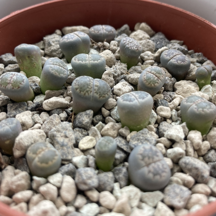 Photo of the plant species Living Stones by @Gendronne named Lithops - the bluest on Greg, the plant care app