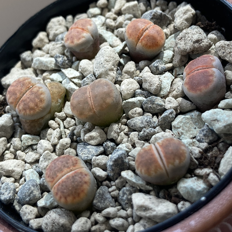 Photo of the plant species Living Stones by @Gendronne named Lithops - the rustiest on Greg, the plant care app