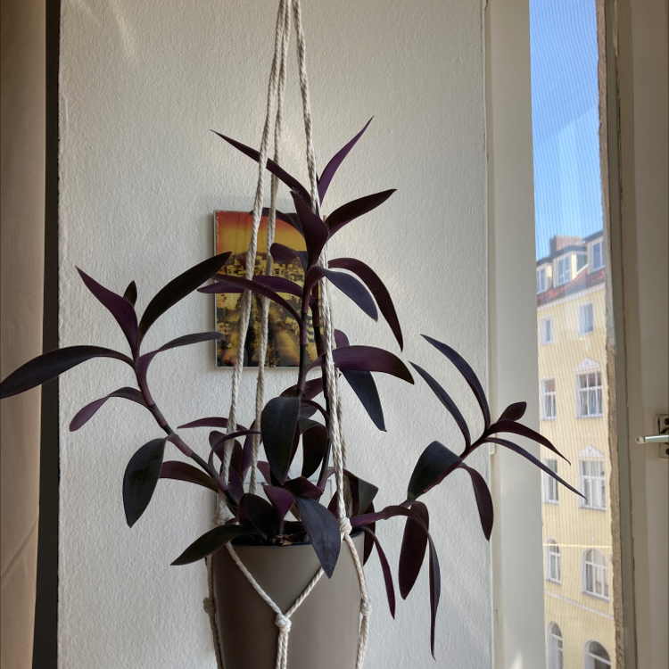 Purple Heart plant photo by @Gendronne named Purple Heart on Greg, the plant care app.