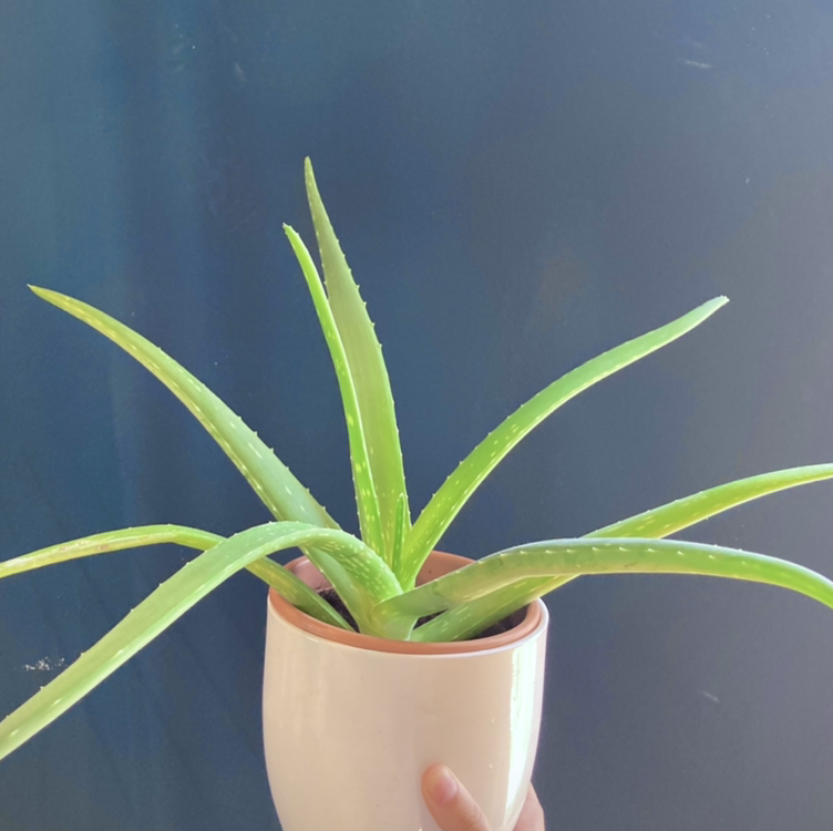 Aloe vera plant photo by @Gendronne named Aloès on Greg, the plant care app.
