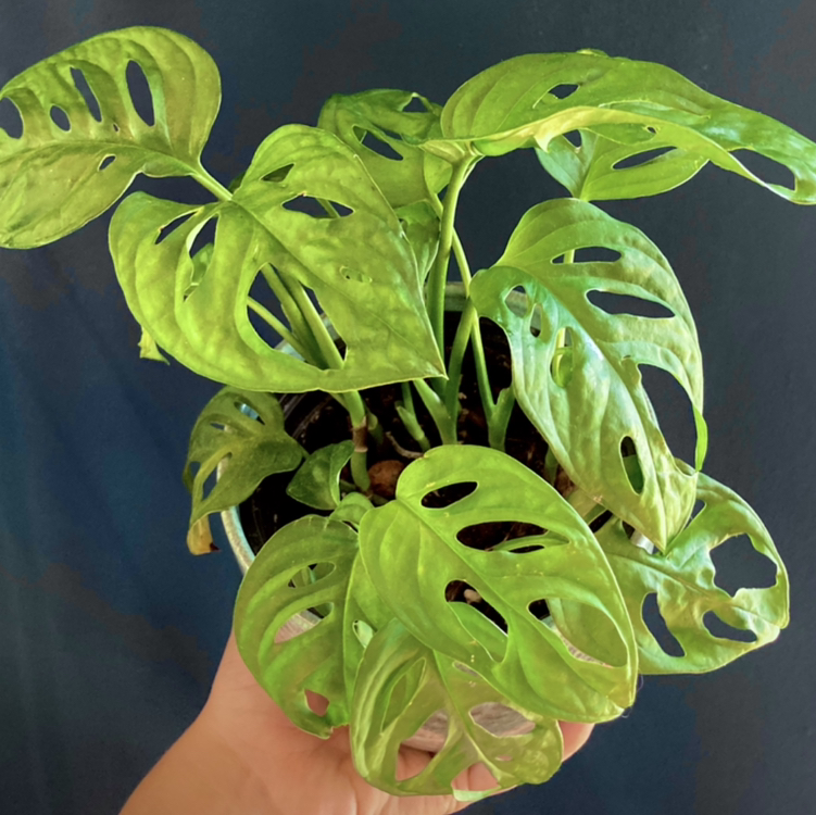 Swiss Cheese Vine plant photo by @Gendronne named Adam on Greg, the plant care app.