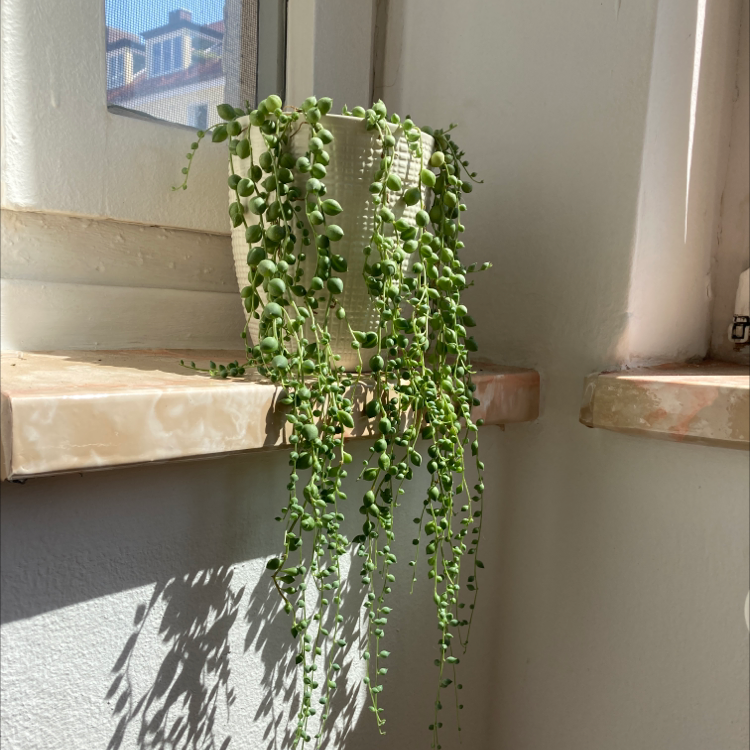 String of Pearls plant photo by @Gendronne named Pearls on Greg, the plant care app.