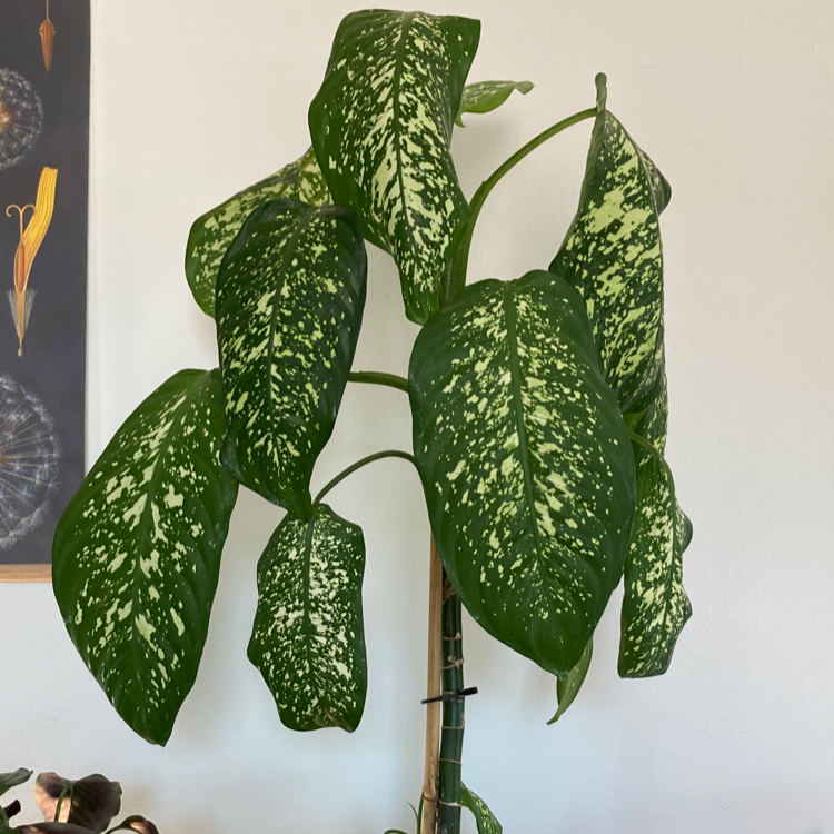 Dieffenbachia plant photo by @Gendronne named Deef on Greg, the plant care app.