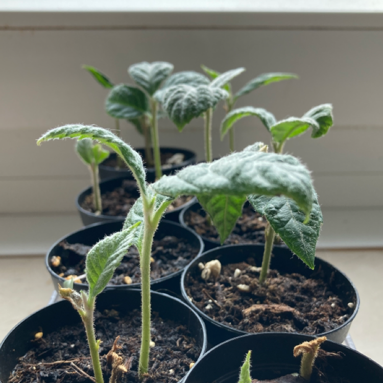 Photo of the plant species Mespilus germanica by @Gendronne named Baby Mispel on Greg, the plant care app