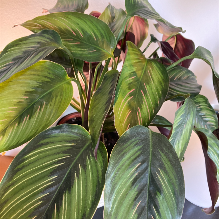 Photo of the plant species Calathea 'Beauty Star' by @Gendronne named Karen on Greg, the plant care app