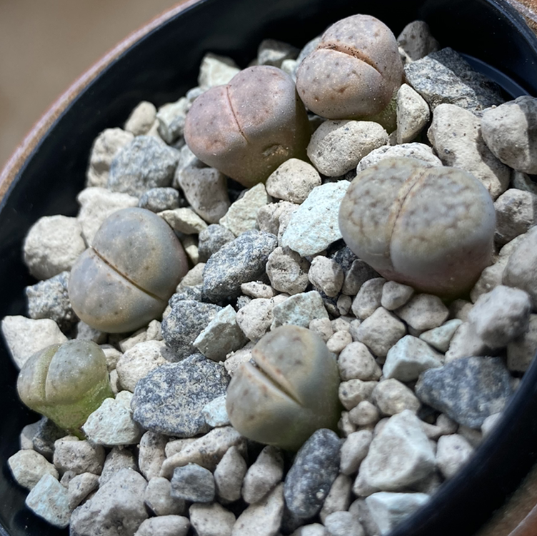 Photo of the plant species Living Stones by @Gendronne named Lithops - the palest on Greg, the plant care app