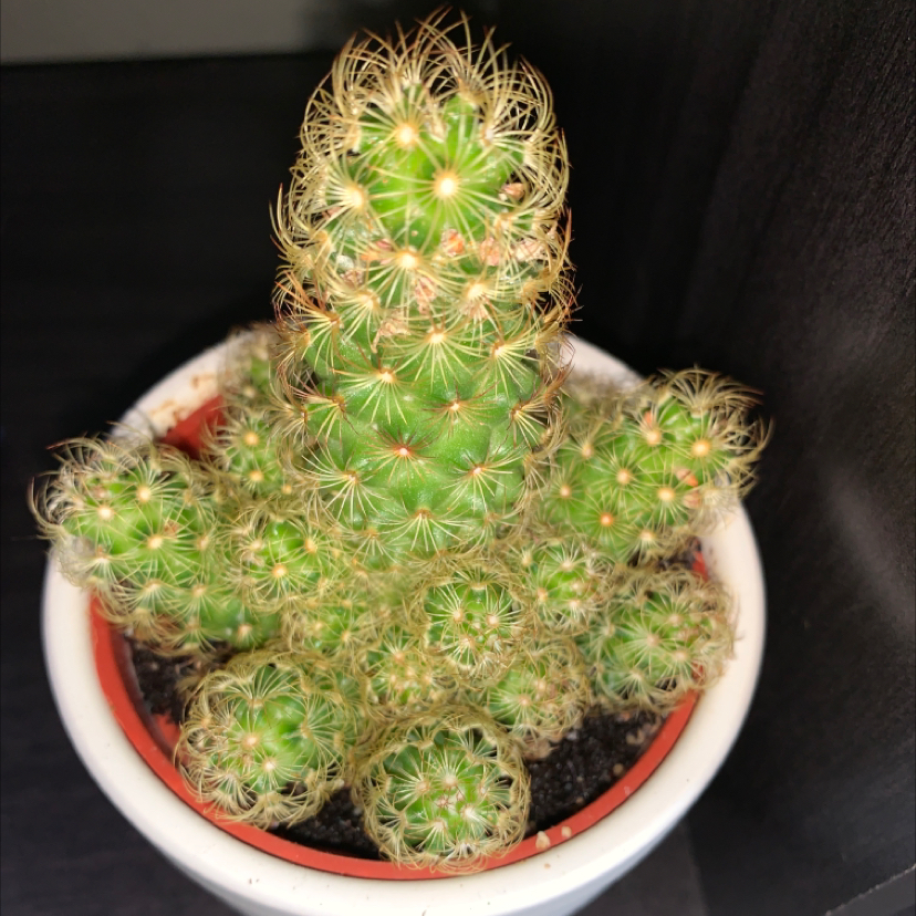 Lady Finger Cactus in a small pot with visible soil, well-framed and in focus.