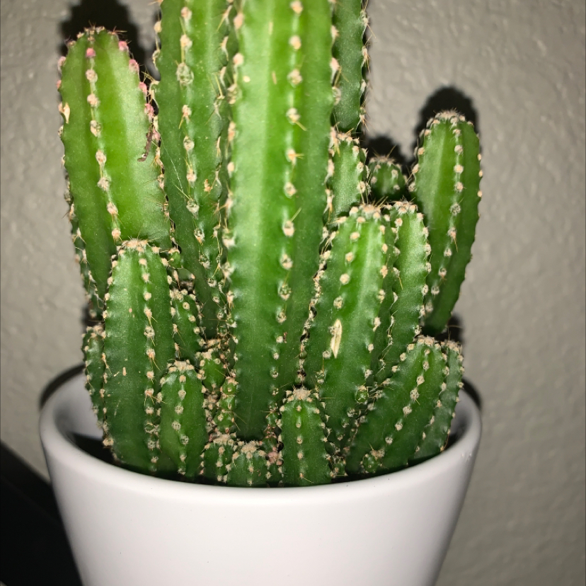 Hedge Cactus in a white pot, well-centered and healthy.