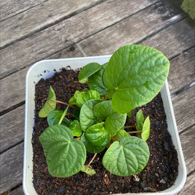 Photo of the plant species Rana Verde Peperomia by @hannahbrough named slim shady on Greg, the plant care app