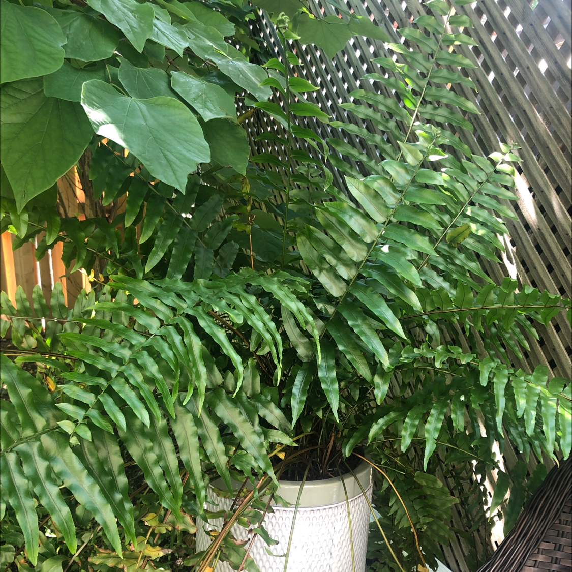 Photo of the plant species Inland Leatherfern by @Lindsaystevie9 named Freddie on Greg, the plant care app