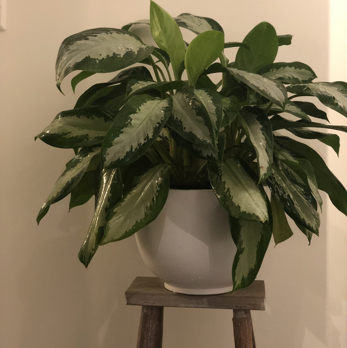 Chinese Evergreen plant photo by @maliskarly named Diana on Greg, the plant care app.