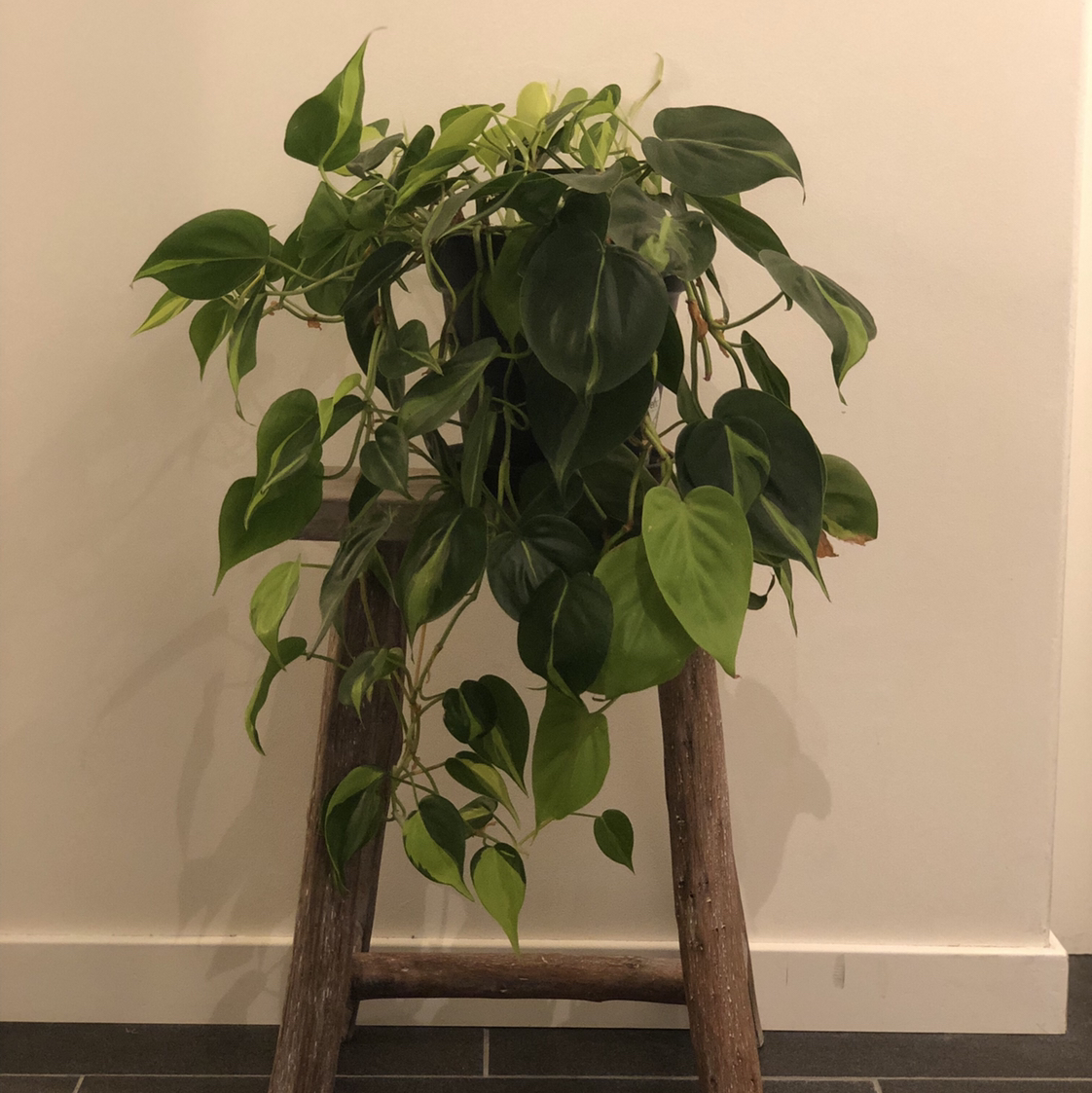 Philodendron Scandens plant photo by @maliskarly named philodendron brazil on Greg, the plant care app.
