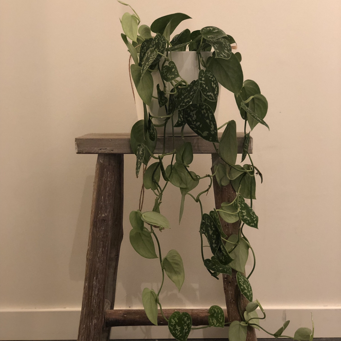 Satin Pothos plant photo by @maliskarly named scindapsus pictus on Greg, the plant care app.