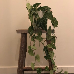 Satin Pothos plant photo by Maliskarly named scindapsus pictus on Greg, the plant care app.
