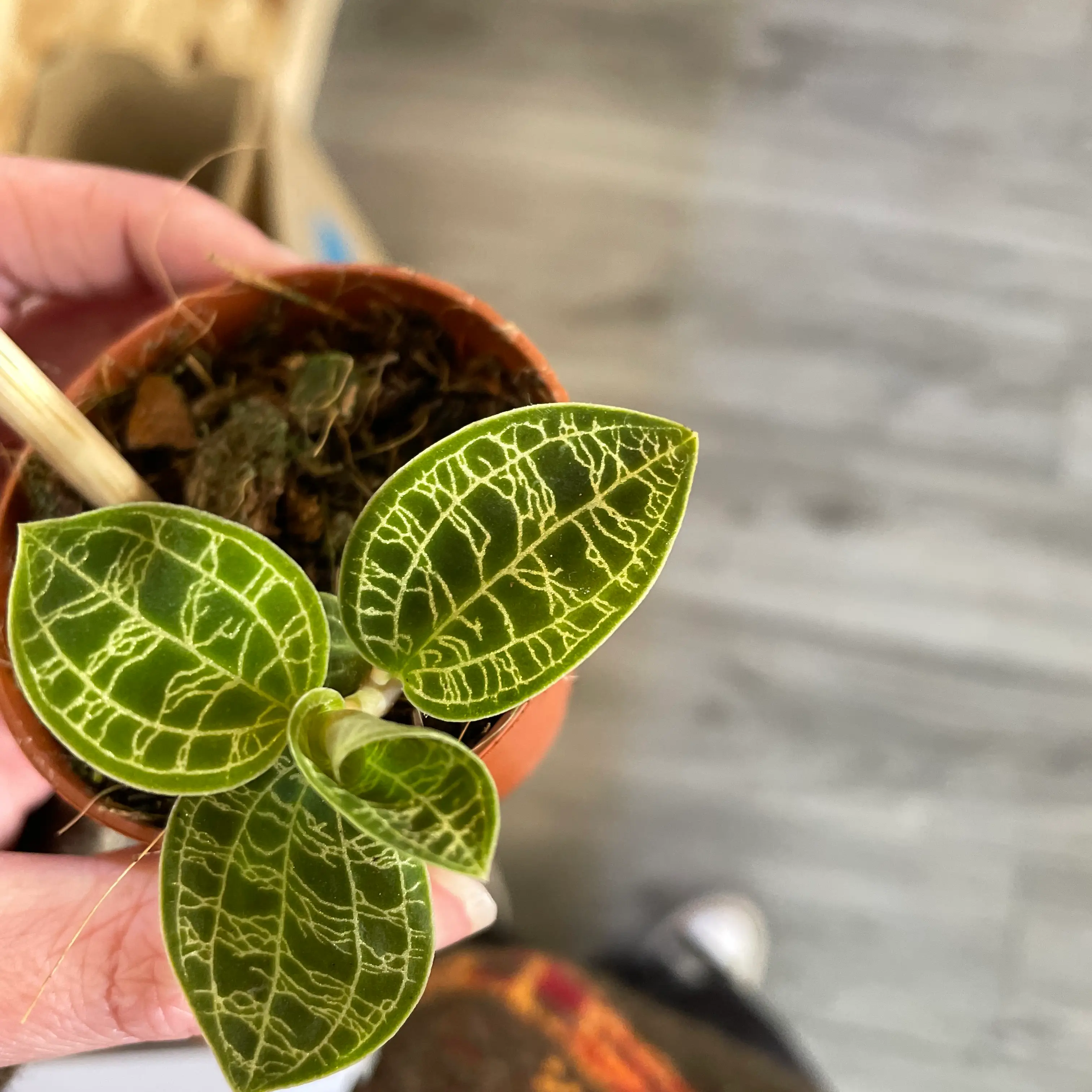 Lightning Bolt Jewel Orchid with vibrant green leaves and white veining in a small pot.