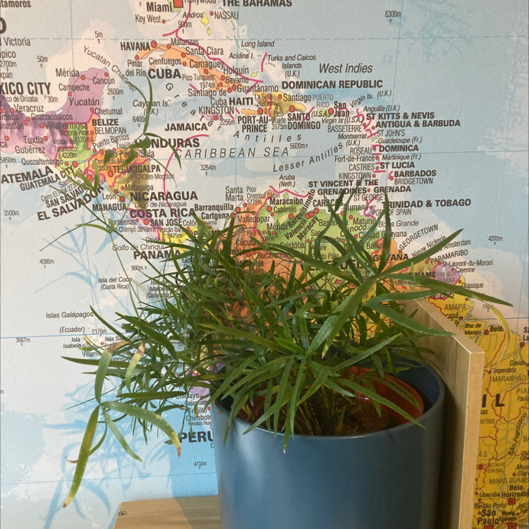 A healthy Sicklethorn plant in a blue pot placed in front of a world map.