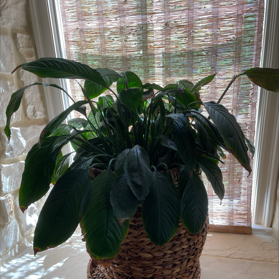 Peace Lily plant photo by Raj named Clooney on Greg, the plant care app.