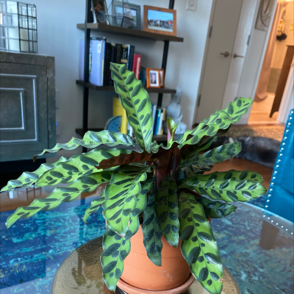 Rattlesnake Plant plant photo by @TedNYC21 named Dolores on Greg, the plant care app.