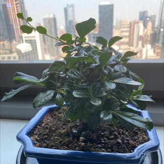 Fukien Tea Tree plant in New York, New York