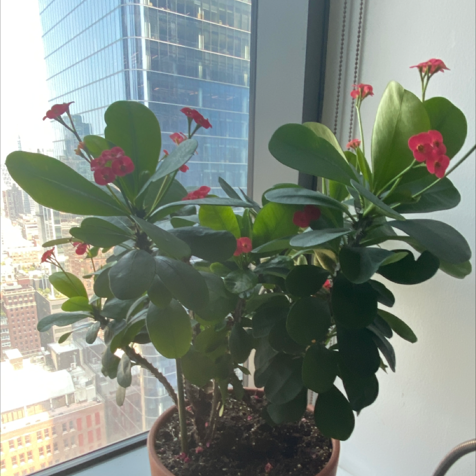 Crown of Thorns plant photo by @TedNYC21 named Cersei Lannister on Greg, the plant care app.