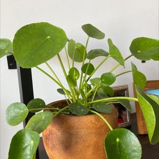 Chinese Money Plant plant in New York, New York