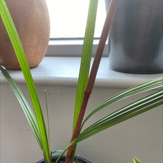 Pygmy Date Palm plant in New York, New York