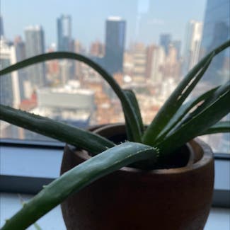 Aloe Vera plant in New York, New York