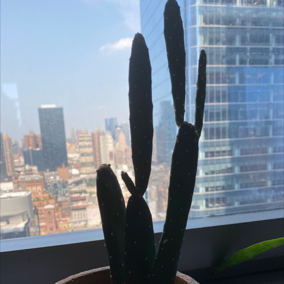 Woolyjoint Prickly Pear plant photo by @TedNYC21 named Gomez on Greg, the plant care app.
