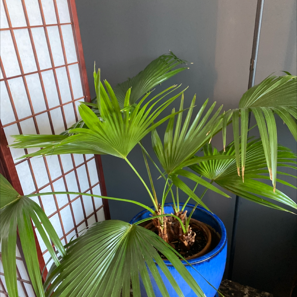 Chinese Fan Palm in a blue pot with vibrant green leaves, well-framed and healthy.