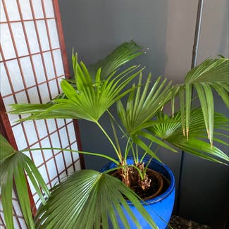 Chinese Fan Palm plant in New York, New York