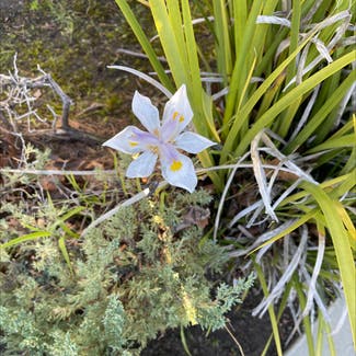 White African Iris plant in San Mateo, California