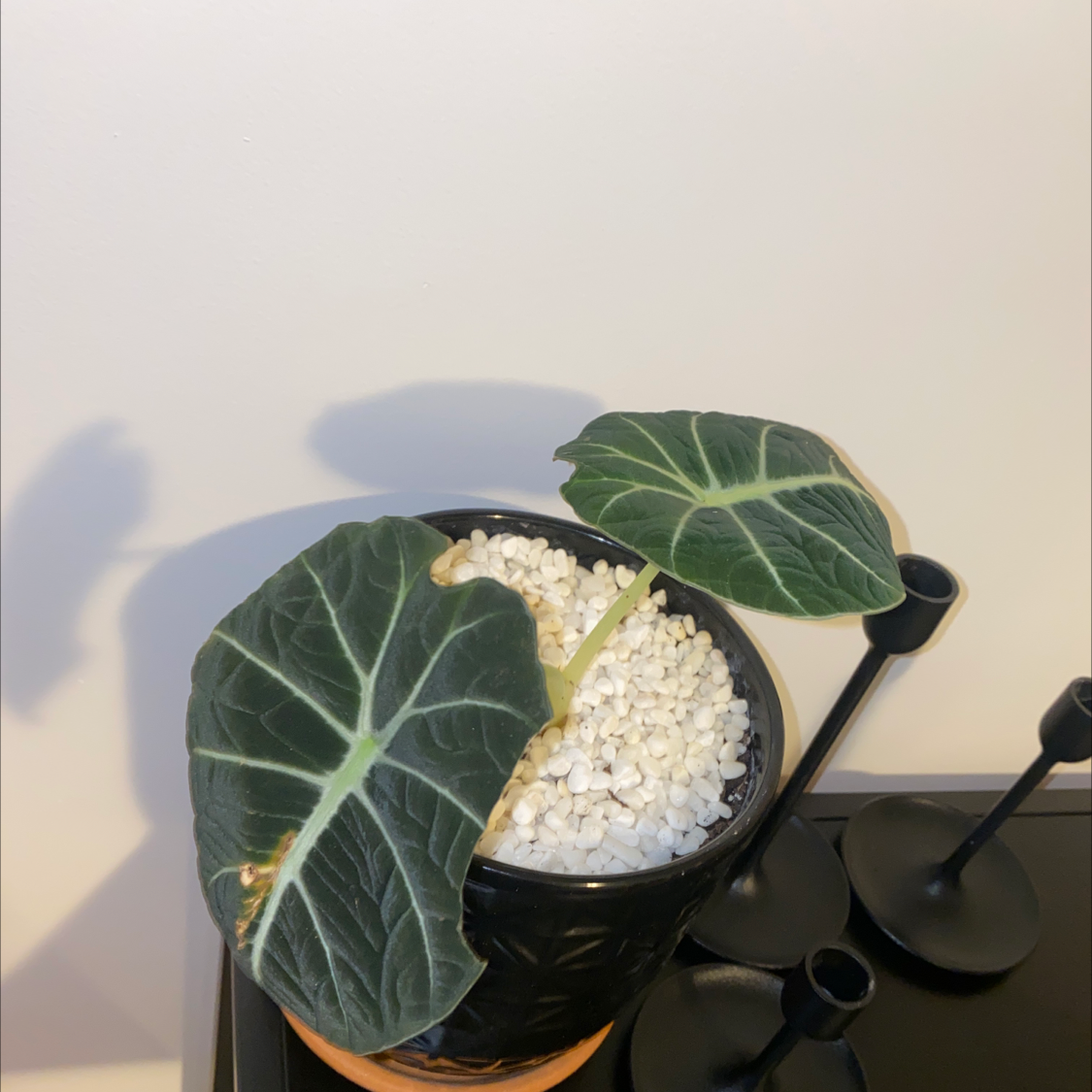 Black Velvet Alocasia plant photo by Hollie named fred on Greg, the plant care app.