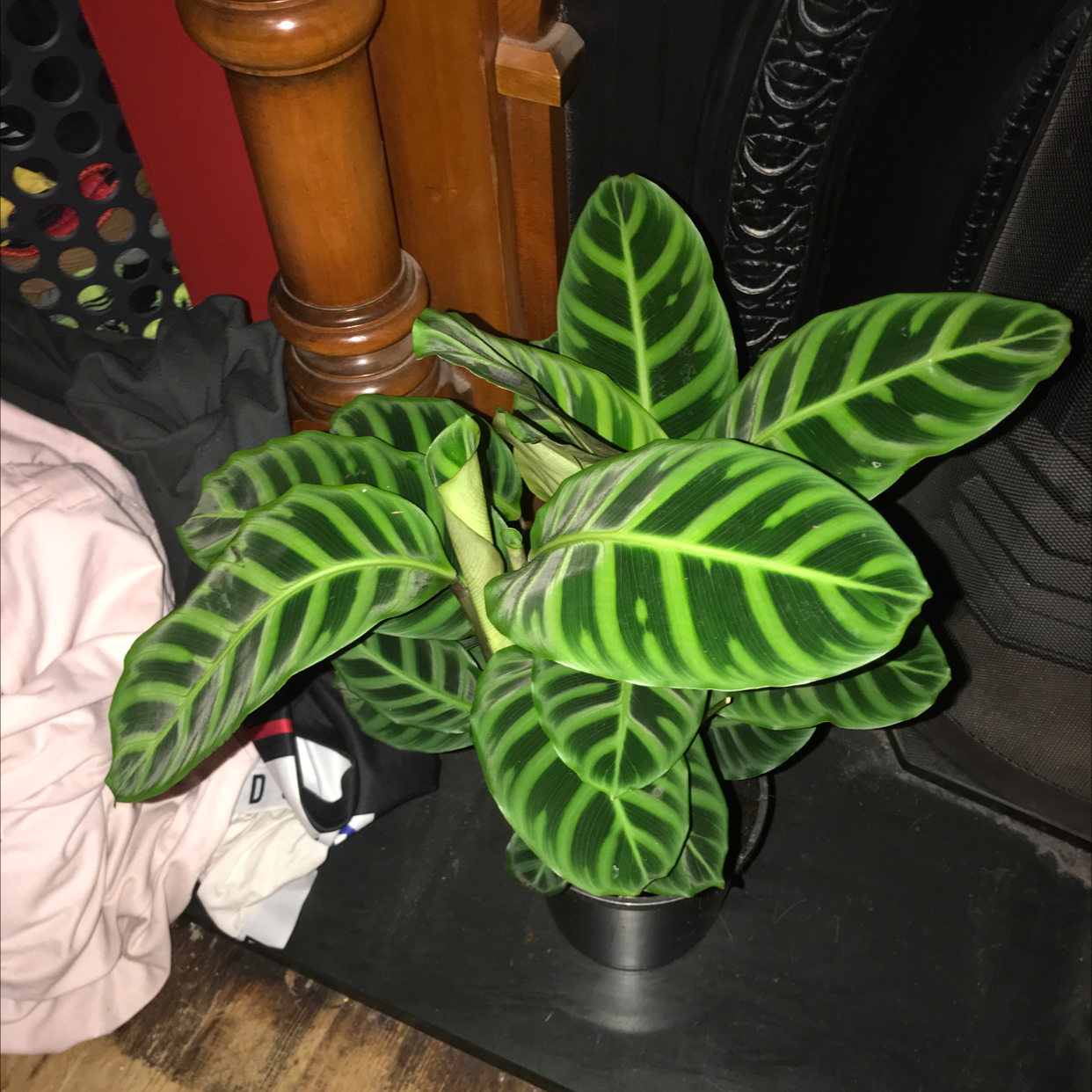 Zebra Calathea plant photo by @Uknowsomethingidont named Marty on Greg, the plant care app.