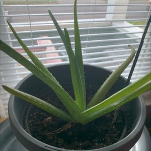 Aloe vera plant photo by Rania named Your plant on Greg, the plant care app.