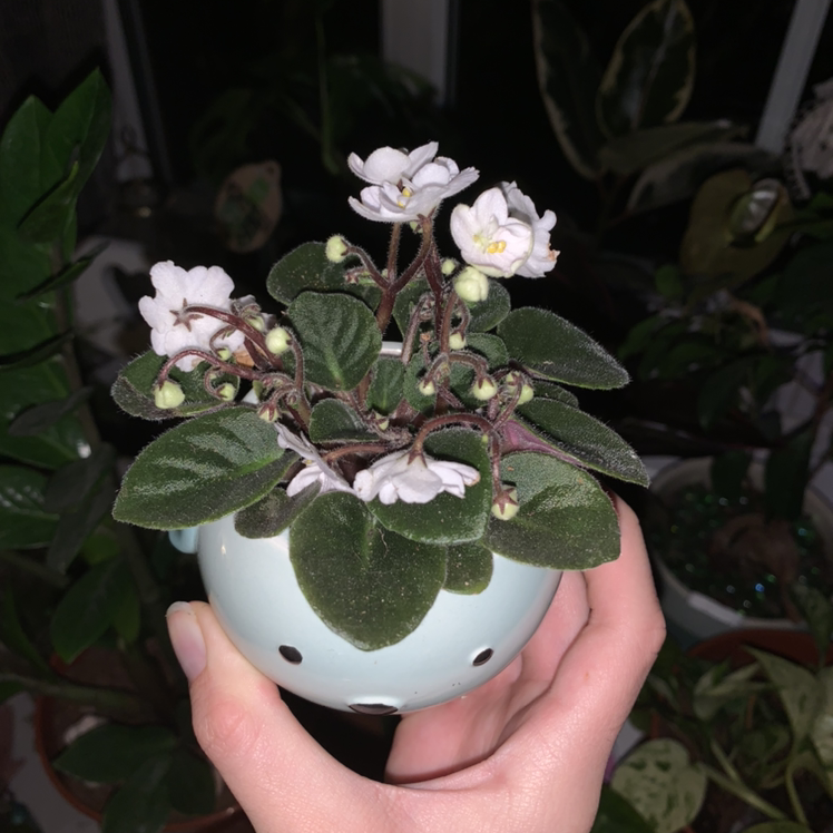 Kenyan Violet plant photo by Sophie named African violet on Greg, the plant care app.