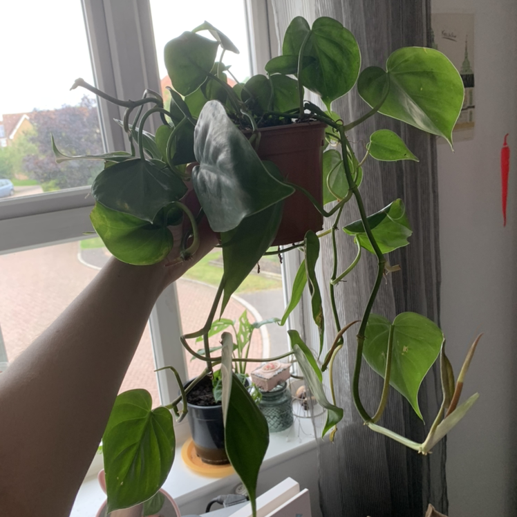Philodendron Scandens plant photo by Sophie named Heartleaf philodendron on Greg, the plant care app.