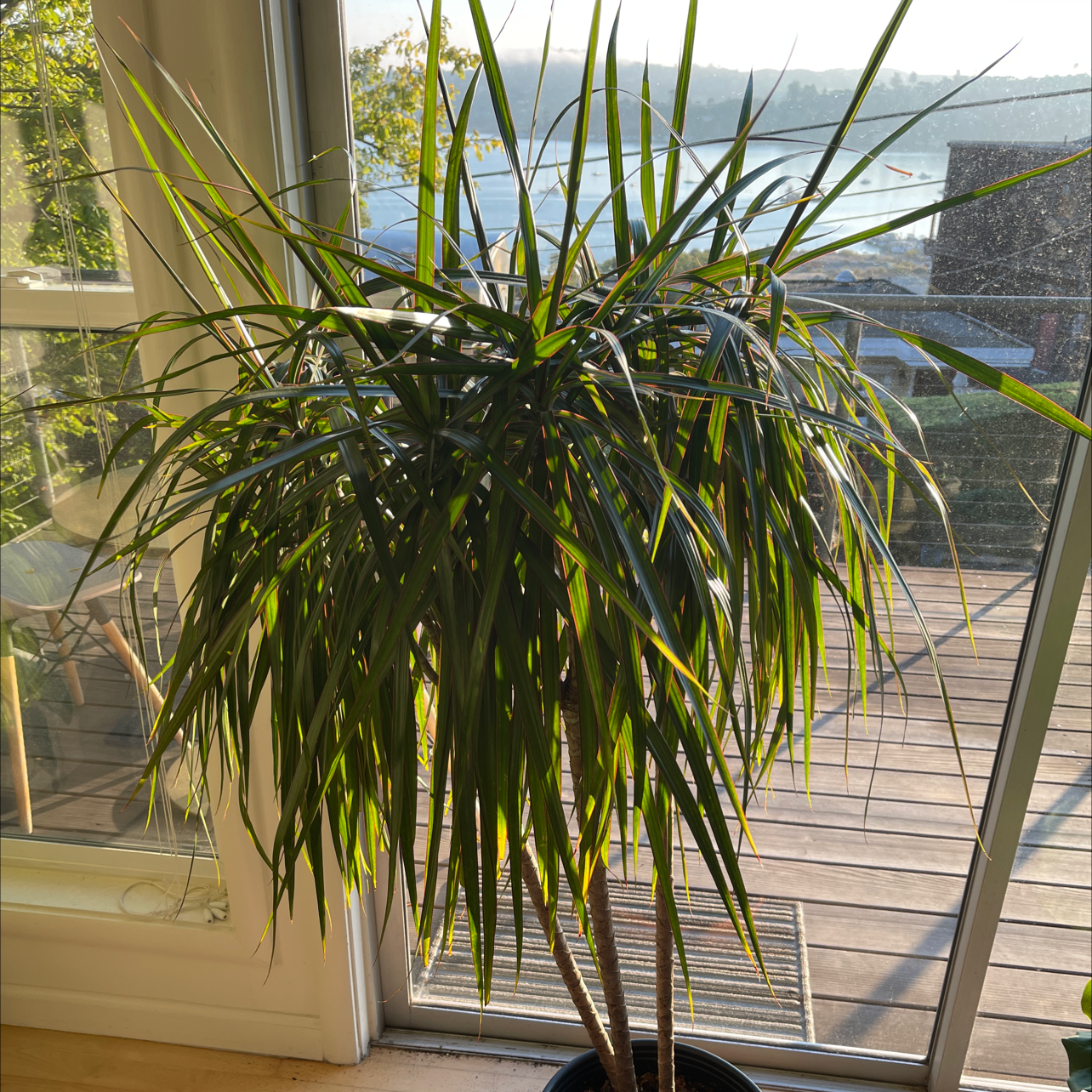 Dracaena 'Ray of Sunshine' plant indoors near a window, healthy with green leaves.