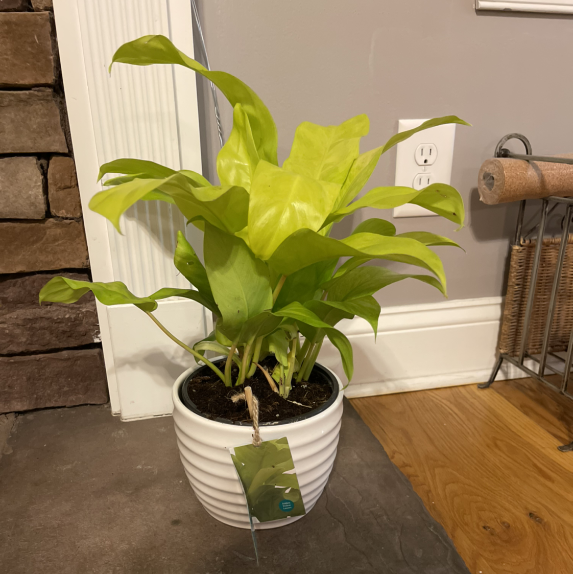 Golden Goddess Philodendron in a white pot indoors, healthy green leaves.