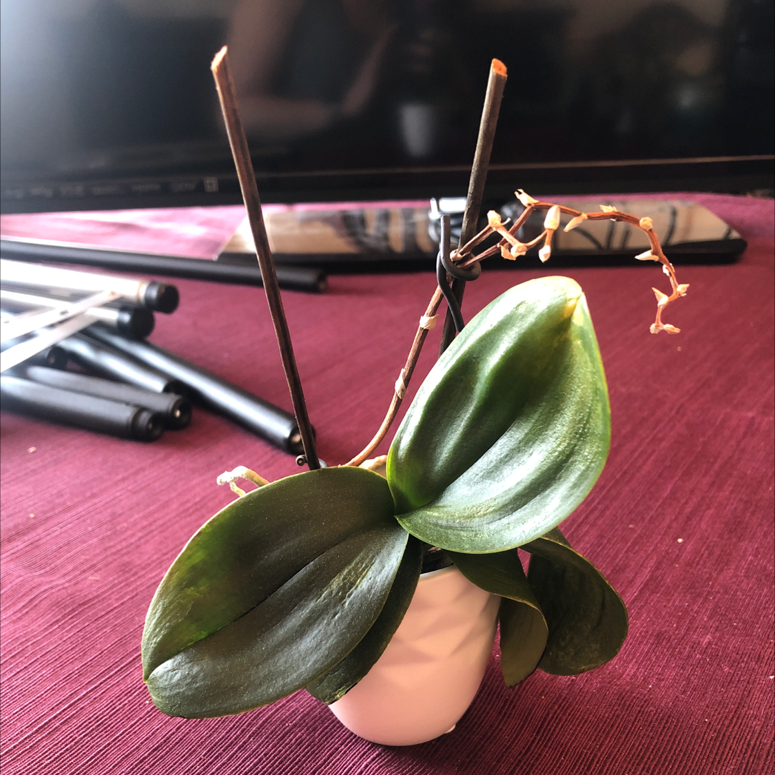 Black Velvet Jewel Orchid in a small white pot with dark green leaves.