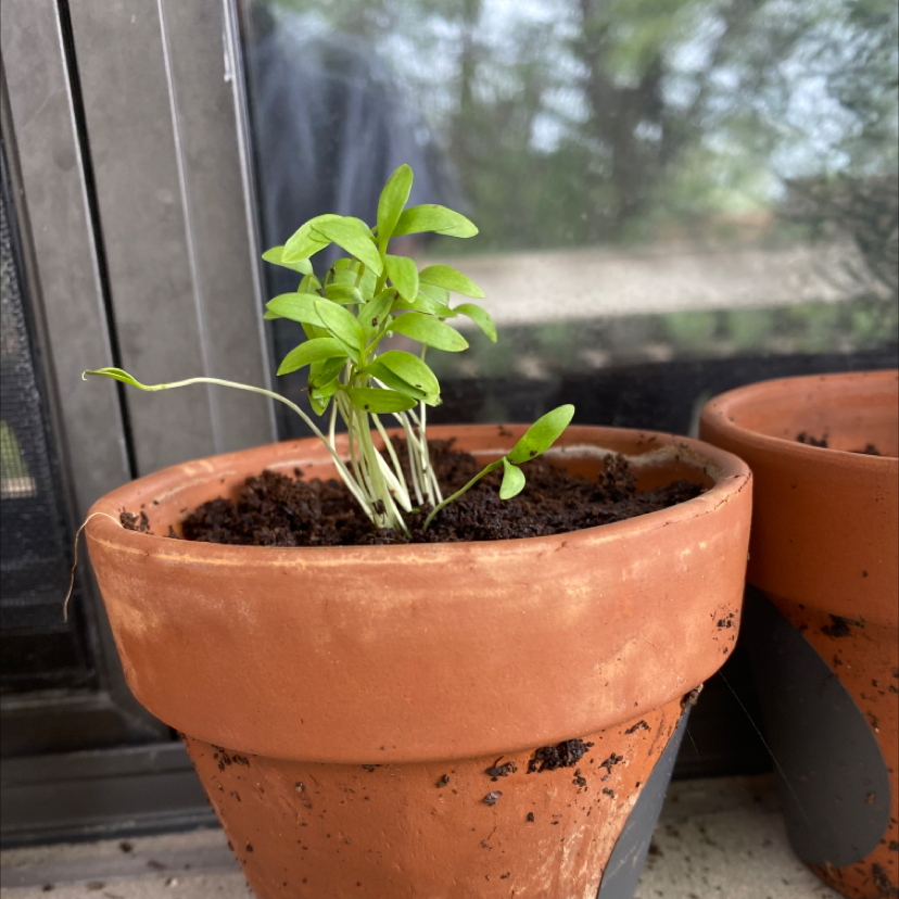 Photo of the plant species Coriander by @Lemonsunsets named Soapie on Greg, the plant care app
