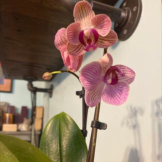 Mini Phalaenopsis Orchid plant in Somewhere on Earth