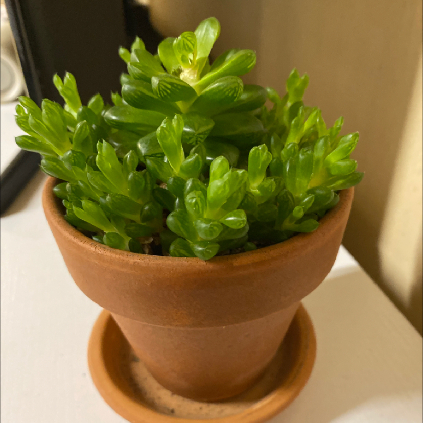 Healthy Haworthia cooperi plant in a terracotta pot with vibrant green leaves.