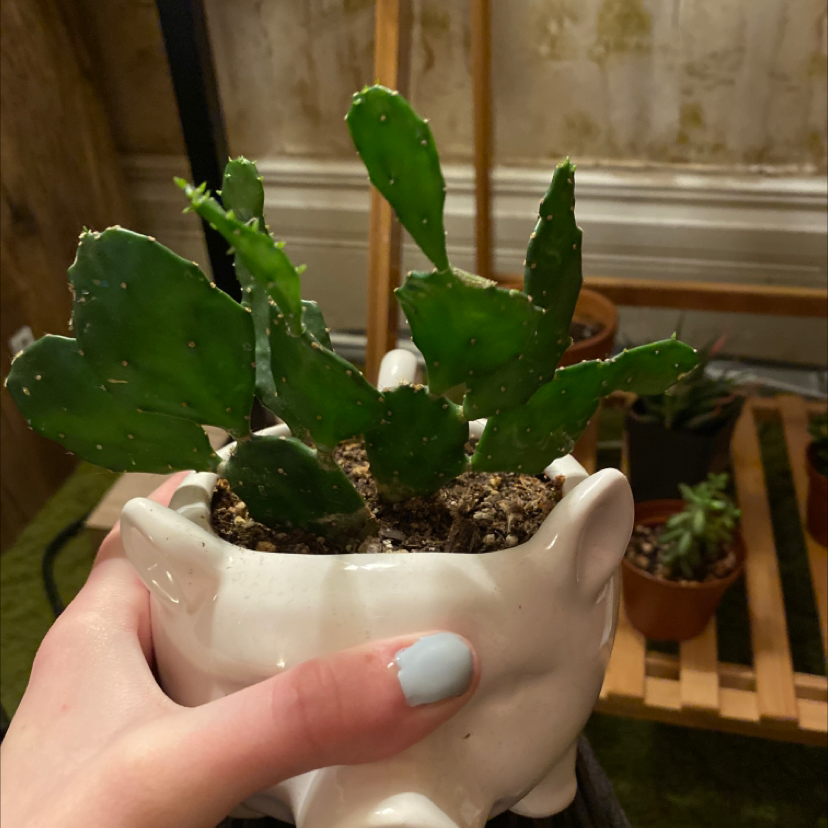 Barbary Fig plant photo by @Ivylewmelon named Sigmund on Greg, the plant care app.