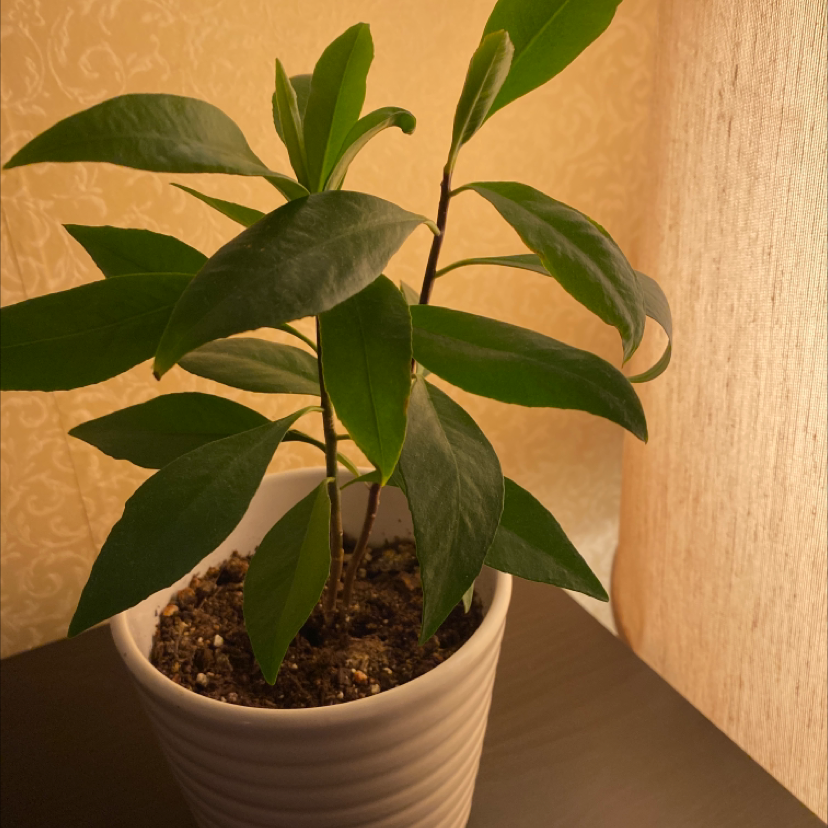 A healthy Shoebutton plant in a white pot with visible soil and green leaves.