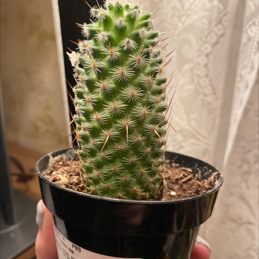 Healthy Mammillaria Haageana cactus in a black pot, indoor setting.