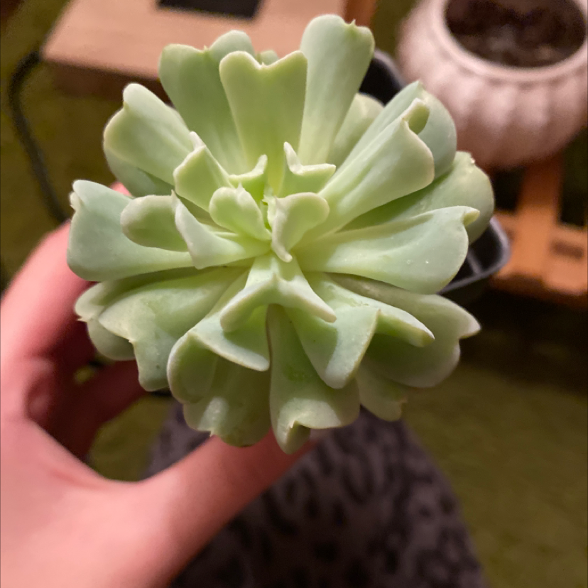 Photo of the plant species Echeveria 'Topsy Turvy' by @Ivylewmelon named Mando on Greg, the plant care app
