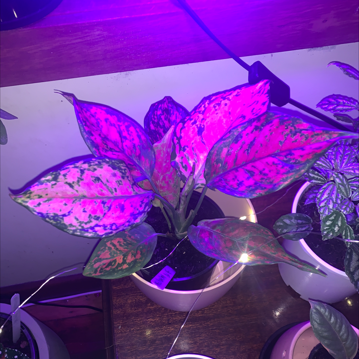 Aglaonema 'Red Valentine' plant under purple grow lights with vibrant pink and green leaves.