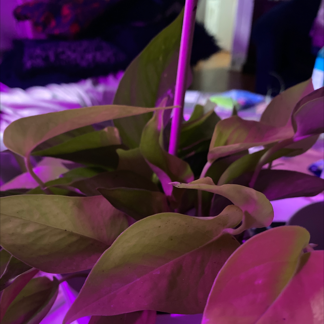 Neon Pothos plant photo by @Cassrose named Gaia on Greg, the plant care app.